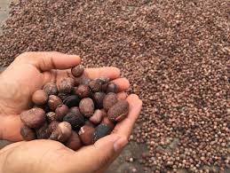Shea Nut
